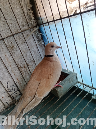 ঘুঘু রানিং জোড়া